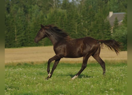 Trakehner, Hengst, 1 Jahr, Rappe