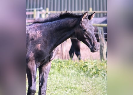 Trakehner, Hengst, 1 Jahr, Rappschimmel