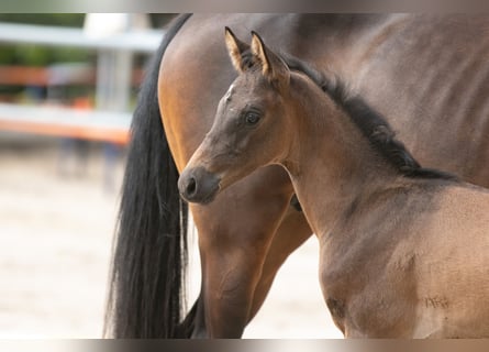 Trakehner, Hengst, 2 Jaar, 170 cm, Bruin