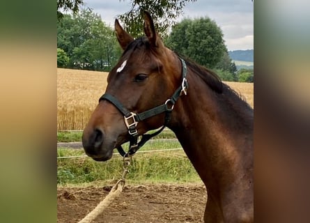 Trakehner, Hengst, 2 Jaar, 170 cm, Bruin