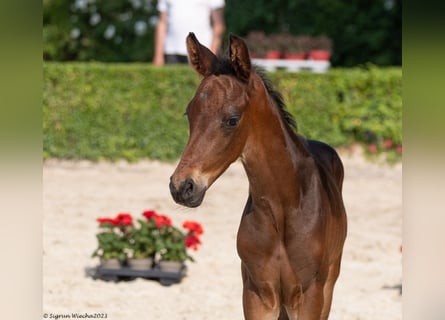 Trakehner, Hengst, 2 Jaar, 170 cm, Donkerbruin