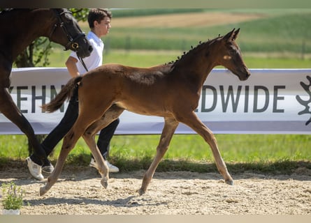 Trakehner, Hengst, 2 Jaar, Donkerbruin