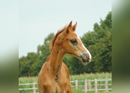 Trakehner, Hengst, 2 Jaar, Donkere-vos