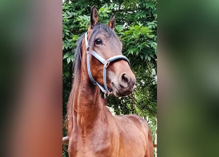 Trakehner Mix, Hengst, 2 Jahre, 155 cm, Brauner