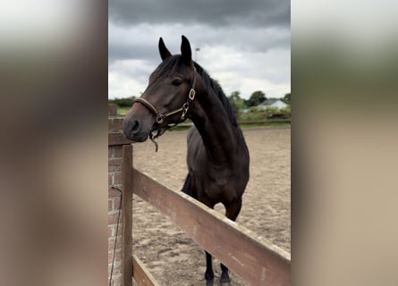 Trakehner, Hengst, 2 Jahre, 163 cm, Brauner