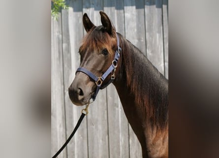 Trakehner, Hengst, 2 Jahre, 165 cm, Rappe