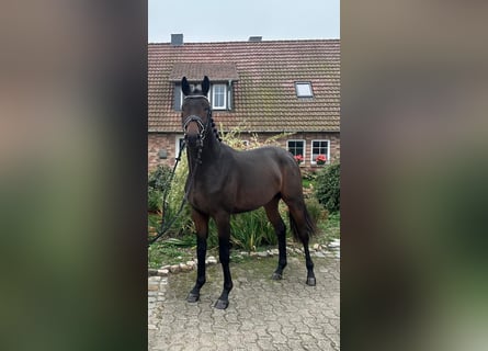 Trakehner, Hengst, 2 Jahre, 166 cm, Brauner