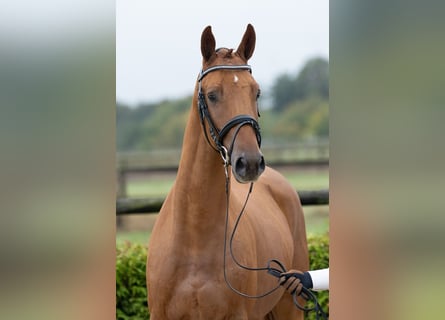 Trakehner, Hengst, 2 Jahre, 167 cm, Fuchs