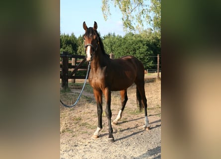 Trakehner, Hengst, 2 Jahre, 170 cm, Brauner