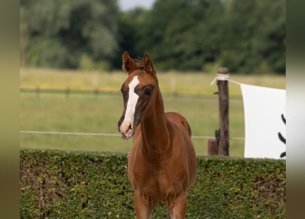 Trakehner, Hengst, 2 Jahre, 170 cm, Dunkelfuchs