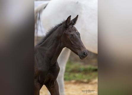 Trakehner, Hengst, 2 Jahre, 170 cm, Kann Schimmel werden