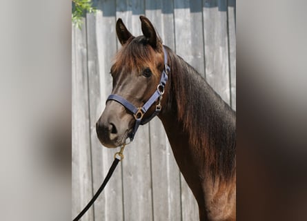 Trakehner, Hengst, 2 Jahre, 170 cm, Rappe