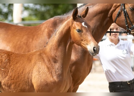 Trakehner, Hengst, 2 Jahre, Brauner