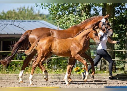 Trakehner, Hengst, 2 Jahre, Dunkelfuchs