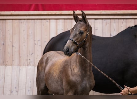 Trakehner, Hengst, 2 Jahre, Kann Schimmel werden