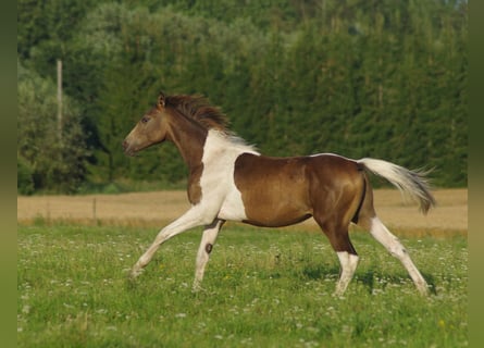 Trakehner, Hengst, 2 Jahre, Schecke