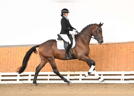 Trakehner, Hengst, 3 Jaar, 172 cm, Bruin