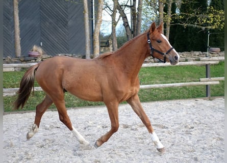 Trakehner, Hengst, 3 Jahre, 164 cm, Fuchs