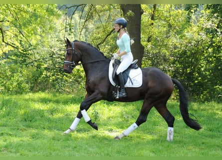 Trakehner, Hengst, 3 Jahre, 167 cm, Brauner