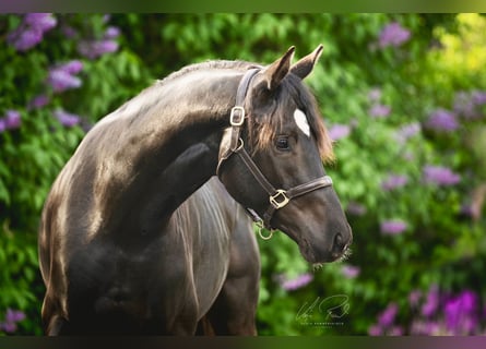 Trakehner, Hengst, 3 Jahre, 167 cm, Rappe