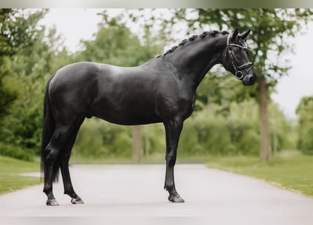 Trakehner, Hengst, 3 Jahre, 168 cm, Rappe