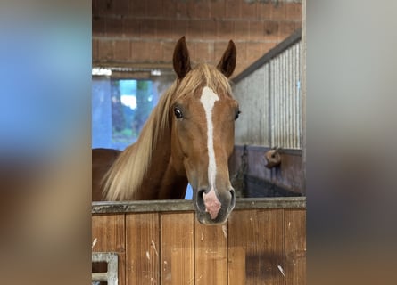 Trakehner, Hengst, 3 Jahre, 170 cm, Fuchs