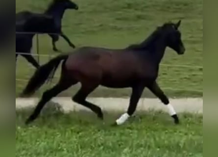 Trakehner, Hengst, 3 Jahre, 172 cm, Dunkelbrauner
