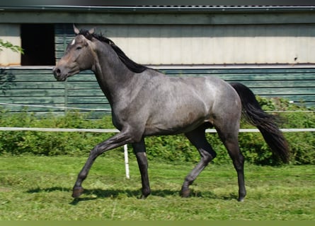 Trakehner, Hengst, 3 Jahre, Schimmel