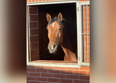 Trakehner, Hengst, 4 Jaar, 170 cm, Bruin