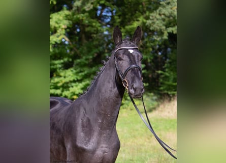 Trakehner, Hengst, 4 Jaar, Zwartbruin