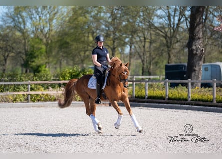 Trakehner, Hengst, 5 Jaar, 168 cm, Vos