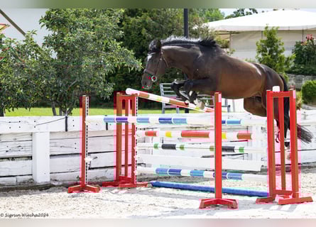 Trakehner, Hengst, 5 Jahre, 165 cm, Dunkelbrauner