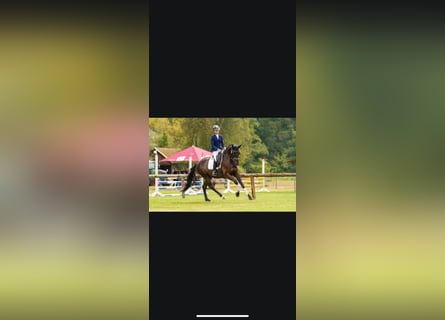 Trakehner, Hengst, 6 Jaar, 170 cm, Zwartbruin