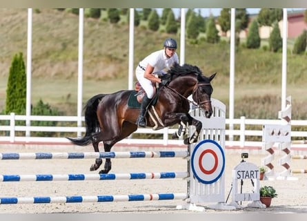 Trakehner, Hengst, 7 Jaar, 170 cm, Donkerbruin