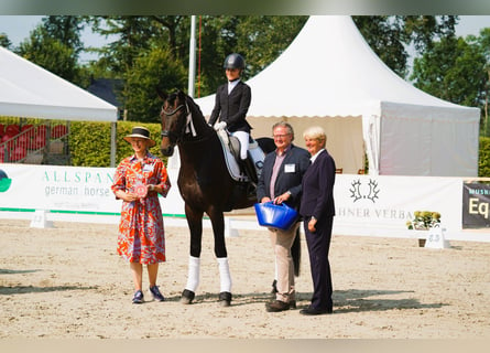 Trakehner, Hengst, 6 Jahre, 174 cm, Brauner