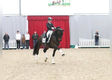 Trakehner, Hengst, 7 Jahre, 174 cm, Brauner