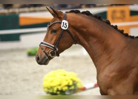 Trakehner, Hengst, 8 Jaar, 168 cm, Bruin