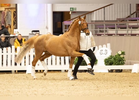 Trakehner, Hengst, 9 Jahre, 169 cm, Dunkelfuchs