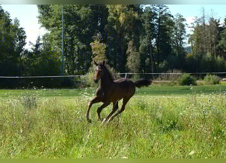 Trakehner, Hengst, Fohlen (01/2025), 168 cm, Dunkelbrauner