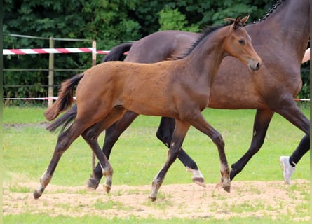 Trakehner, Hengst, , 169 cm, Dunkelbrauner