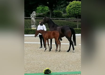 Trakehner, Hengst, , 169 cm, Dunkelbrauner
