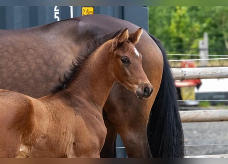 Trakehner, Hengst, , 169 cm, Dunkelbrauner