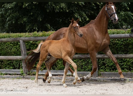 Trakehner, Hengst, Fohlen (03/2025), 169 cm, Fuchs