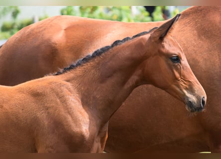 Trakehner, Hengst, Fohlen (04/2026), 170 cm, Dunkelbrauner