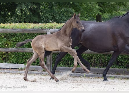 Trakehner, Hengst, Fohlen (05/2025), 170 cm, Rappe