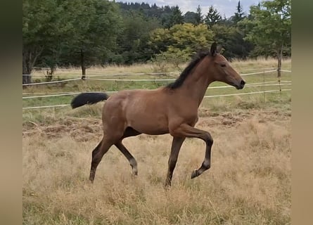 Trakehner, Hengst, Fohlen (05/2025), 170 cm, Schimmel