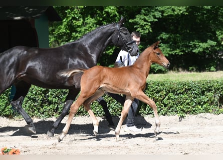 Trakehner, Hengst, Fohlen (04/2024), Brauner