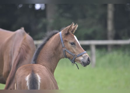 Trakehner, Hengst, Fohlen (05/2024), Brauner