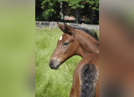 Trakehner, Hengst, , Brauner