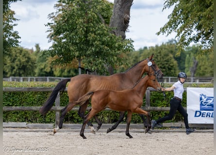 Trakehner, Hengst, Fohlen (05/2025), Brauner